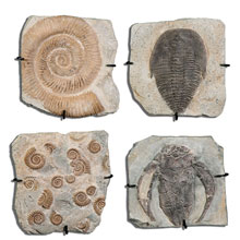 Fossil Plaques Wall Art S/4 - Click Image to Close
