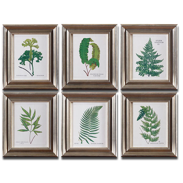 Ferns Framed Art Set/6 - Click Image to Close