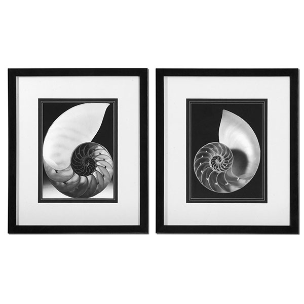 Study Of Shells Framed Art Set/2 - Click Image to Close