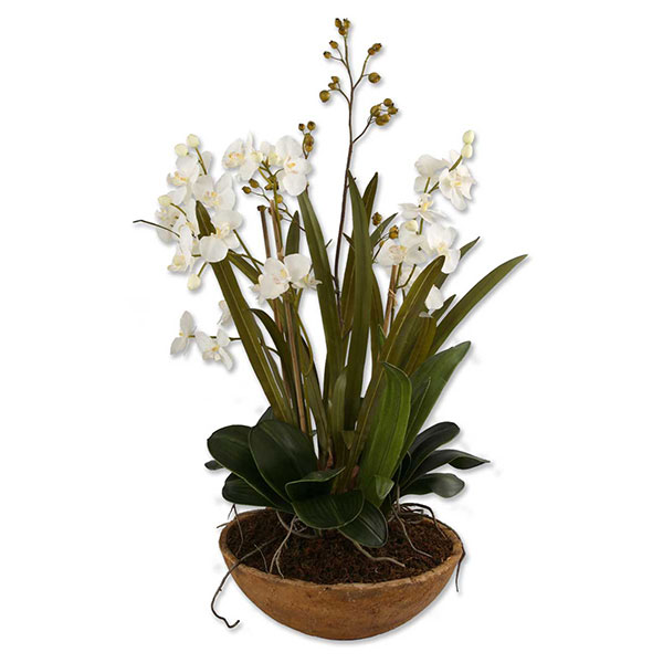 Moth Orchid Planter - Click Image to Close