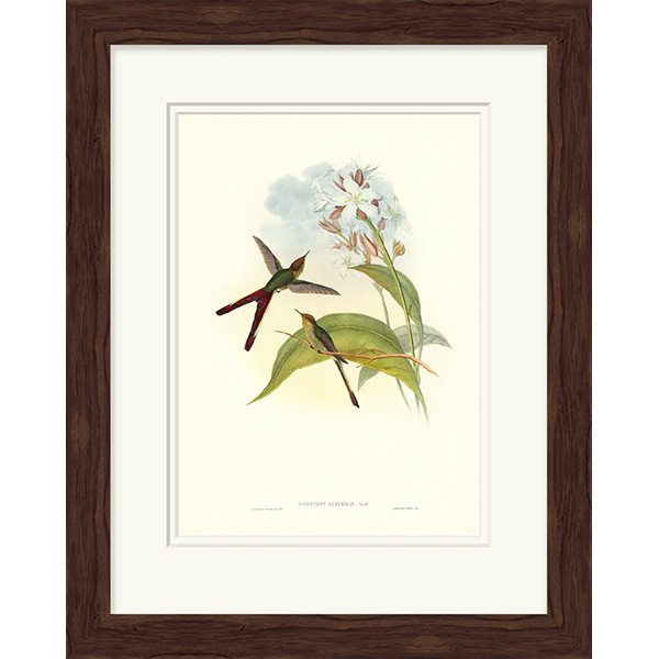 Gould Hummingbird III - Click Image to Close