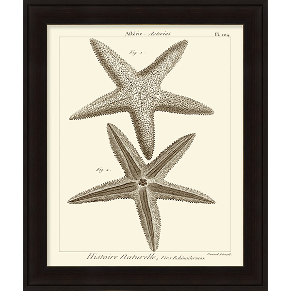 Striking Starfish I - Click Image to Close