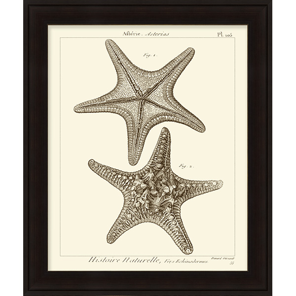 Striking Starfish II - Click Image to Close