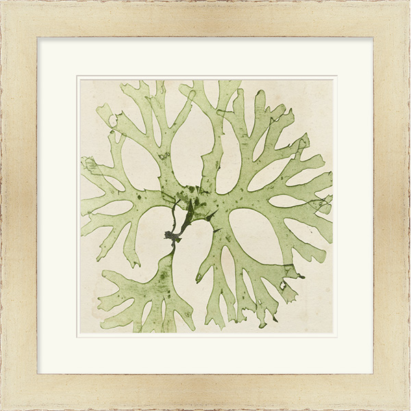 Brilliant Seaweed III - Click Image to Close