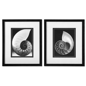 Study Of Shells Framed Art Set/2